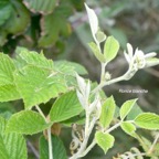 Rubus apetalus Ronce blanche Rosac eae Indigène La Réunion 140.jpeg